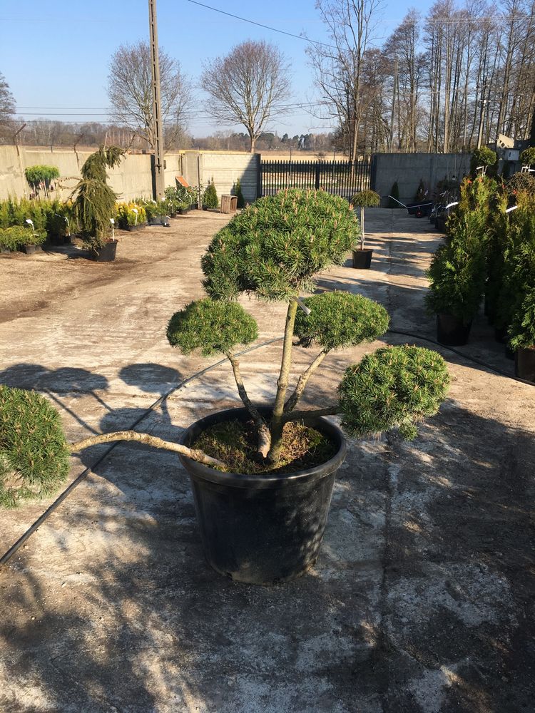 Sosna-bonsai (pinus mugo var mughus)