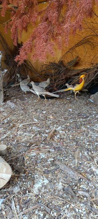 Bażant złoty/bananowy