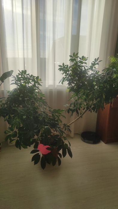 Продам кімнатну рослину (шефлера)