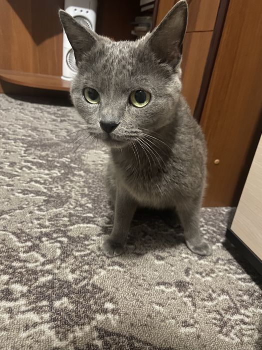 Кішка шукає родину. Схожа на британку