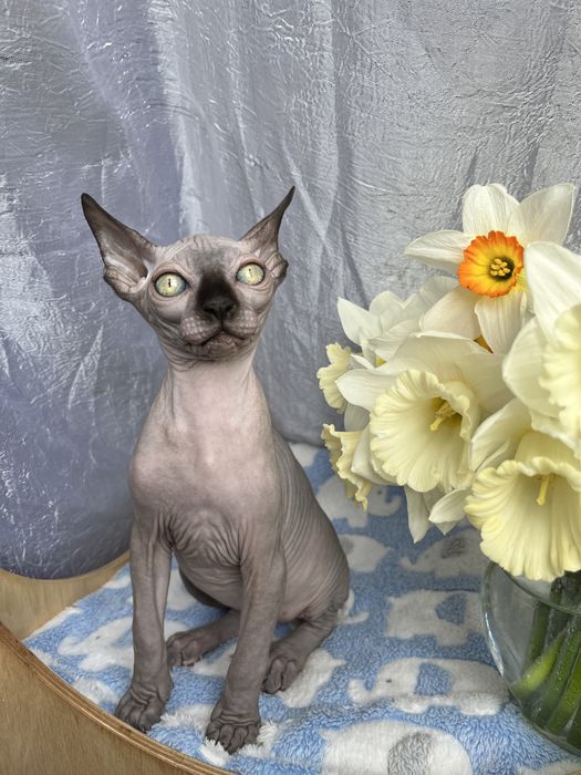 Канадський Сфінкс