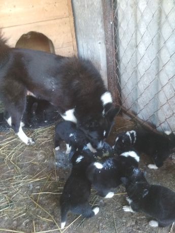 Продам щенята породи європейської лайки