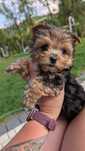Yorkshire terrier tricolor