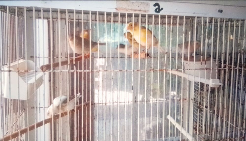 Vendo Canários Timbrado Espanhol, e Amarelos Belga.