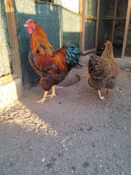 Vendo ovos de várias raças