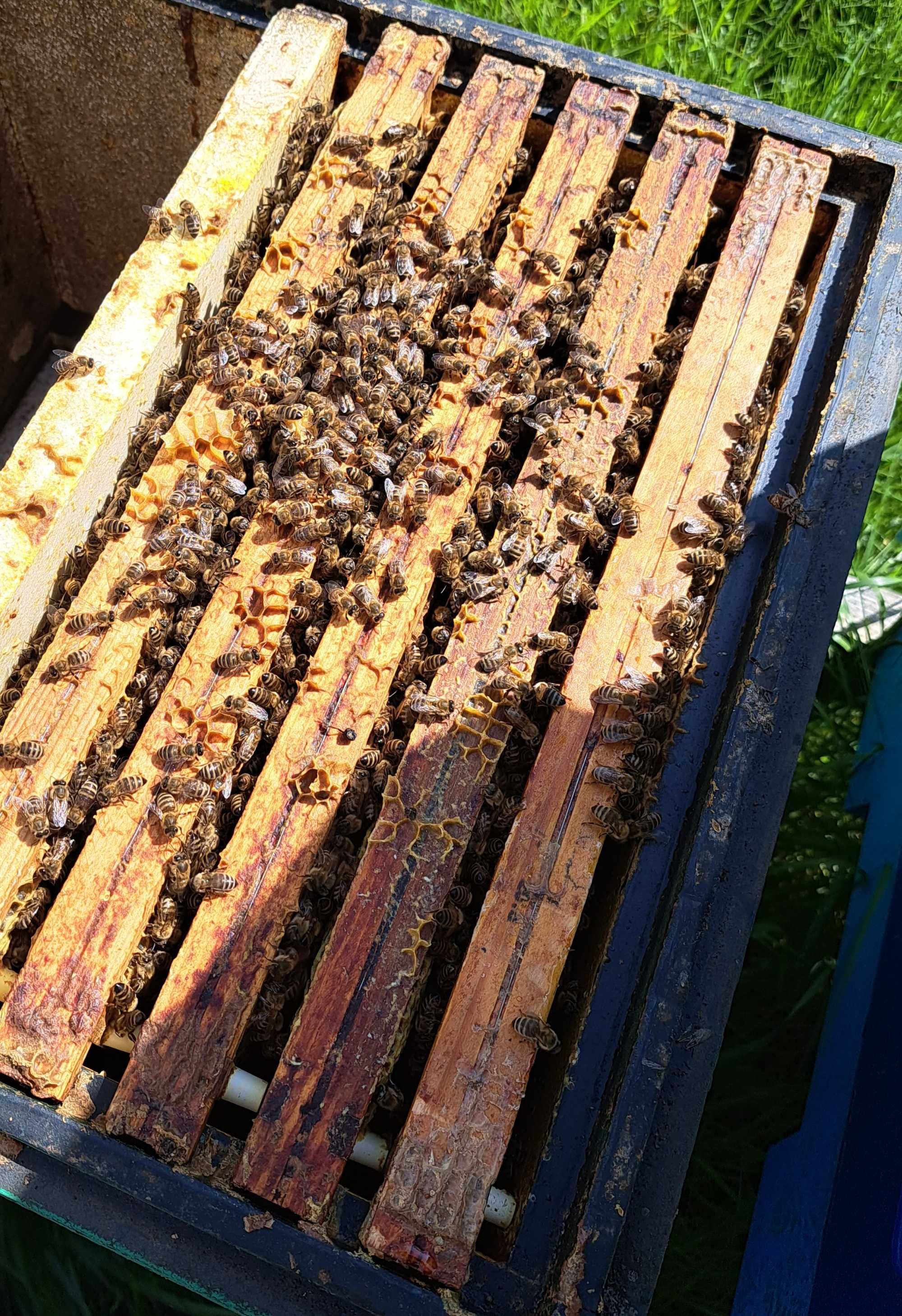 Odkłady pszczele rodziny pszczoly matki
