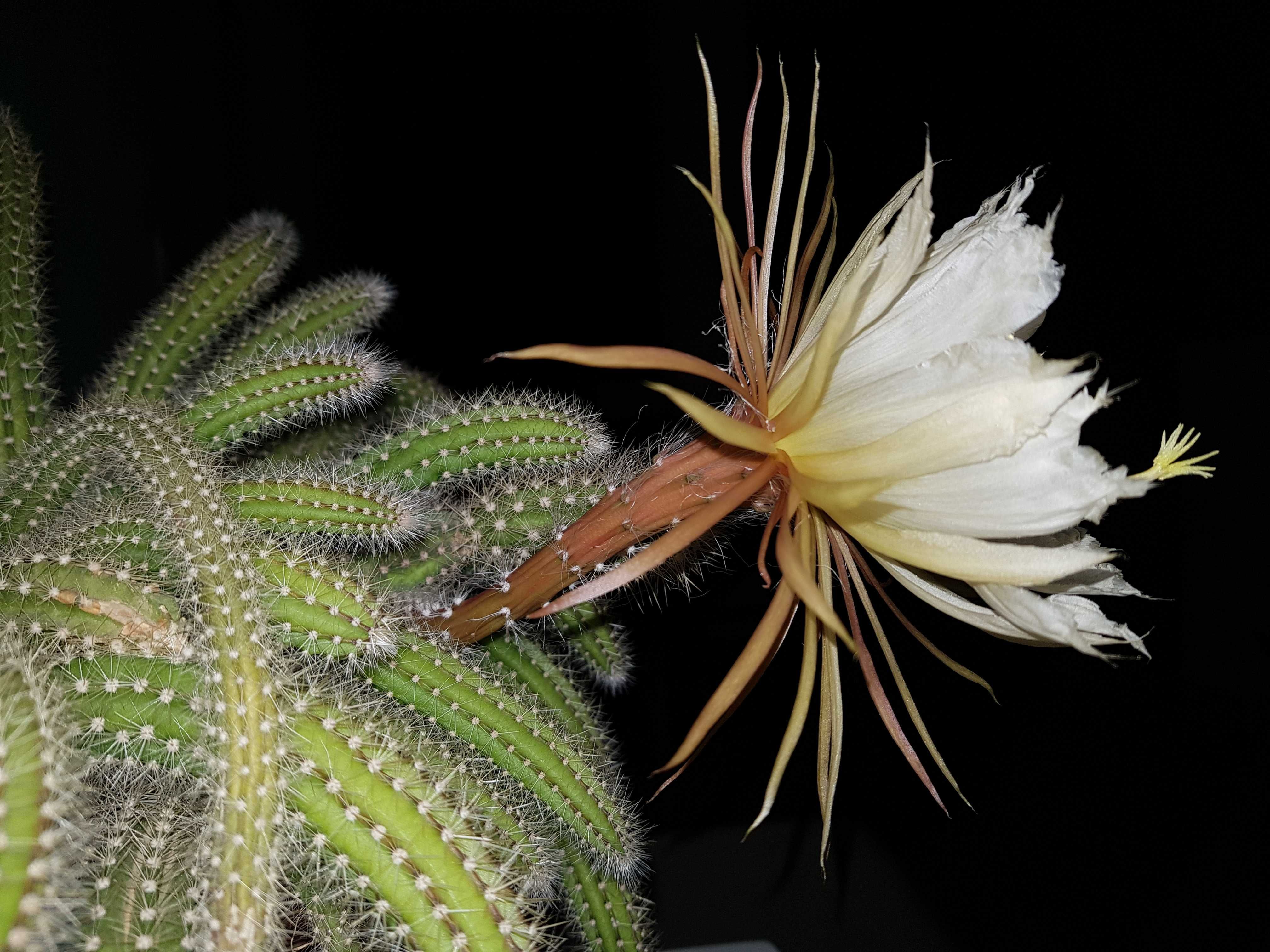 Селеницереус птерантус " Королева ночи"  редкий вид кактуса