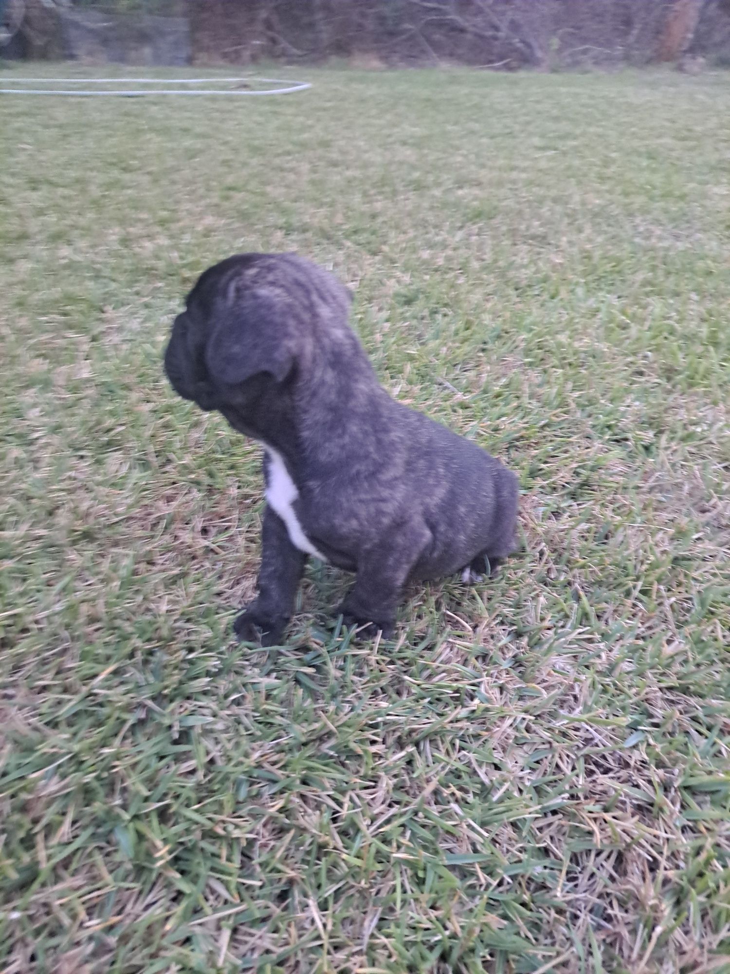 Bulldog francês macho