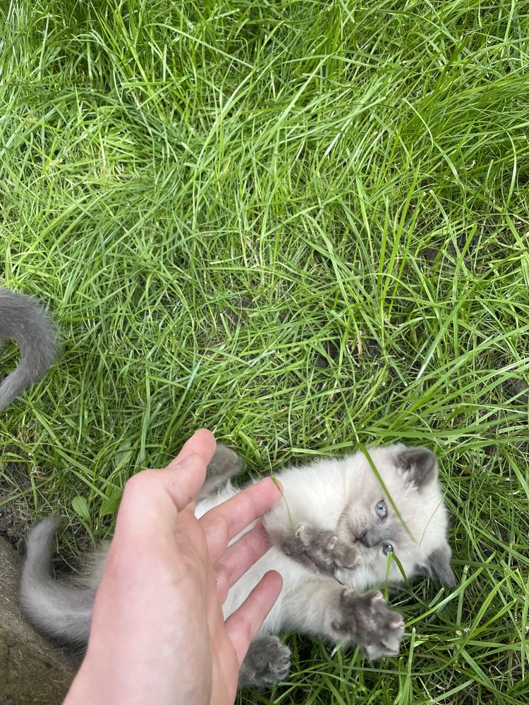 Сіамські котята.