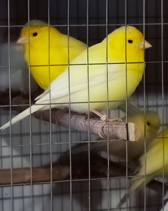 Клітки для канарок