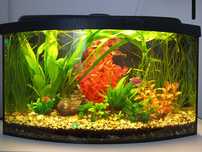 Akwarium Panorama 54l