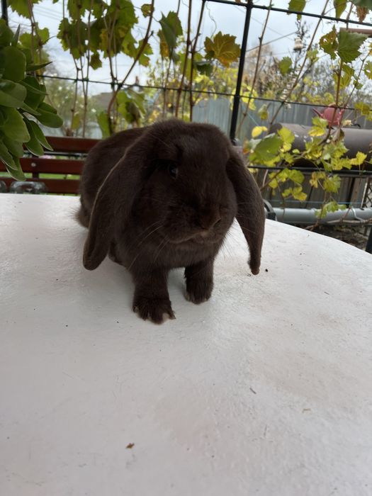 Кролиця порода Баран