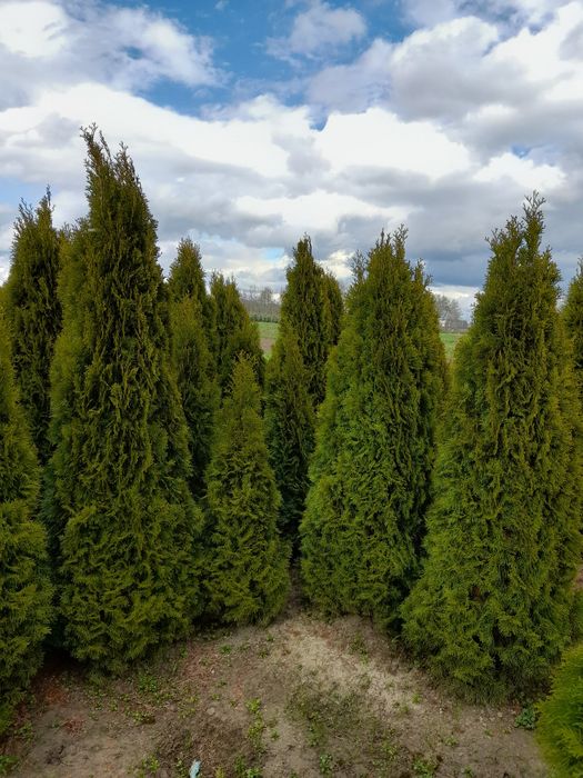 Tuja szmaragd 1.90-200cm
