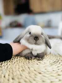 Mini Lop - królik rasowy z hodowli / królik miniaturka / metryka