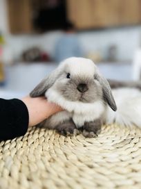 Mini Lop - królik rasowy z hodowli / królik miniaturka / metryka