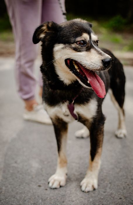 Cross kochany psiak czeka na miłość