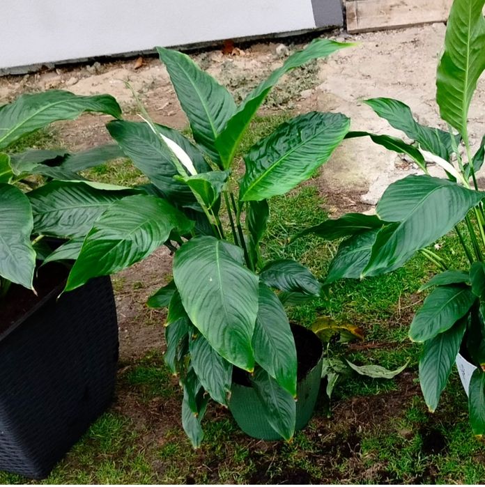 Skrzydłokwiat sadzonka duża