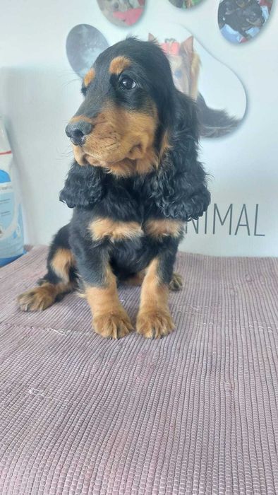 Cachorro Cocker Spaniel Inglês TOP