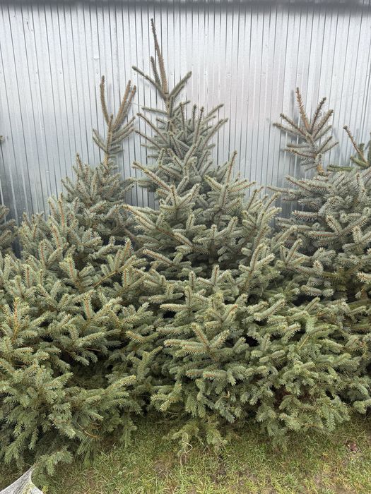 Świerk stebrny 1,80 - 2,60