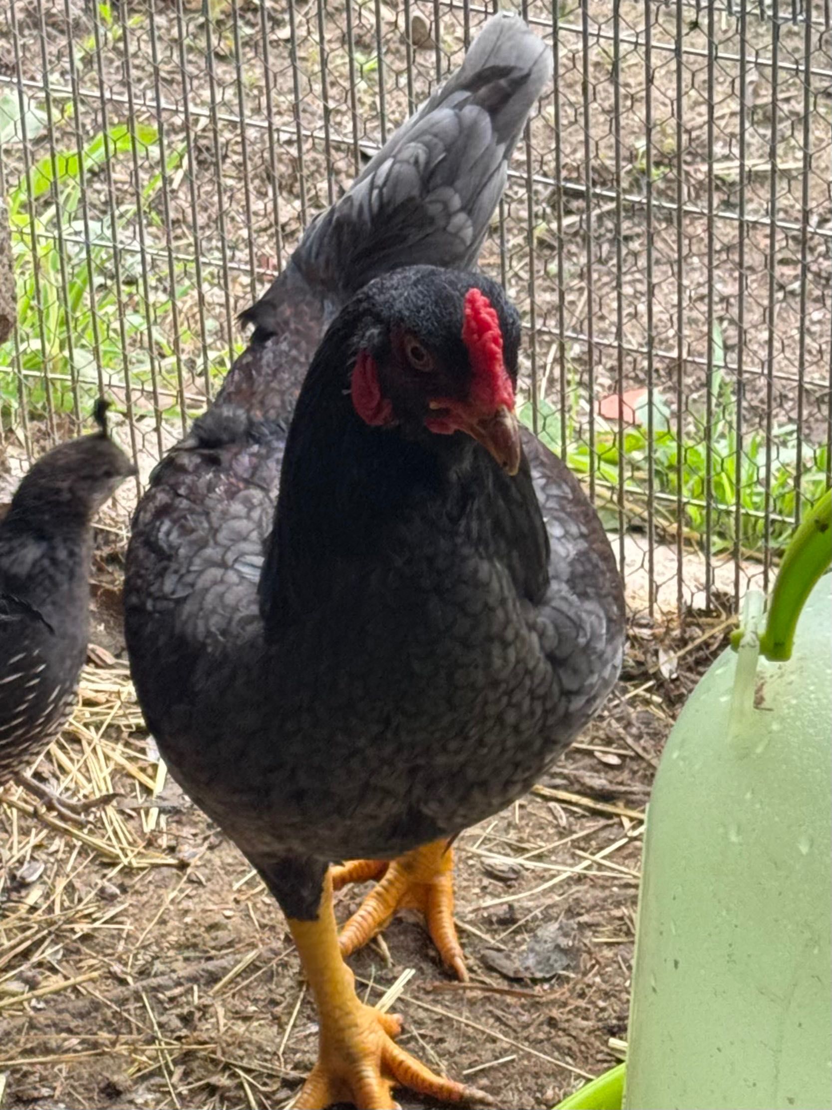 cornish azul prado Faisao e jubileo ovos ,e juvenis de varias idades