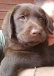 Labrador, labrador retriever chłopiec