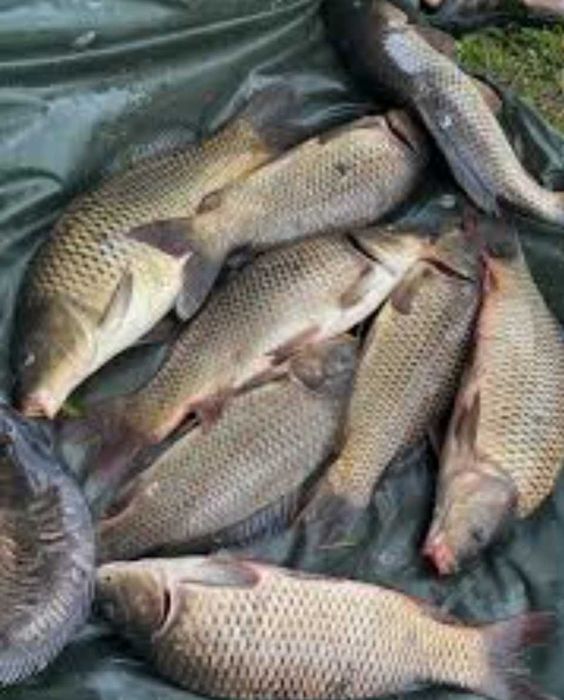 Продаю живу рибу однорічку