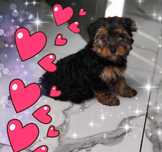 York yorki dziewczynka