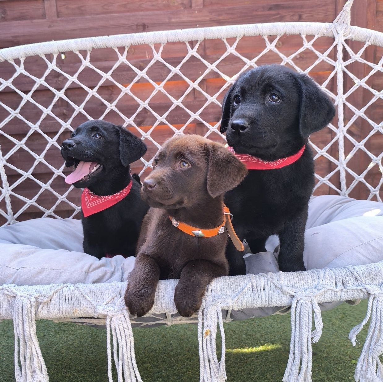 Labrador Retriever czarny pies Sid gotowy do odbioru