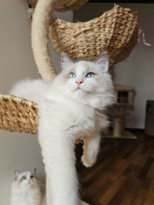 Ragdoll kocurek Blue Bikolor po kastracji