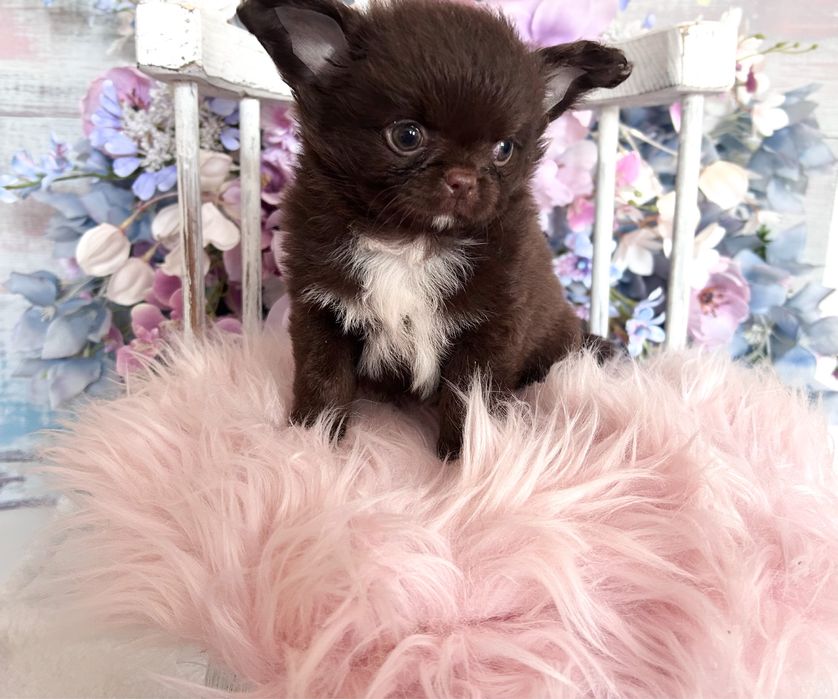 ***Czekoladowy długowłosy piesek chihuahua***