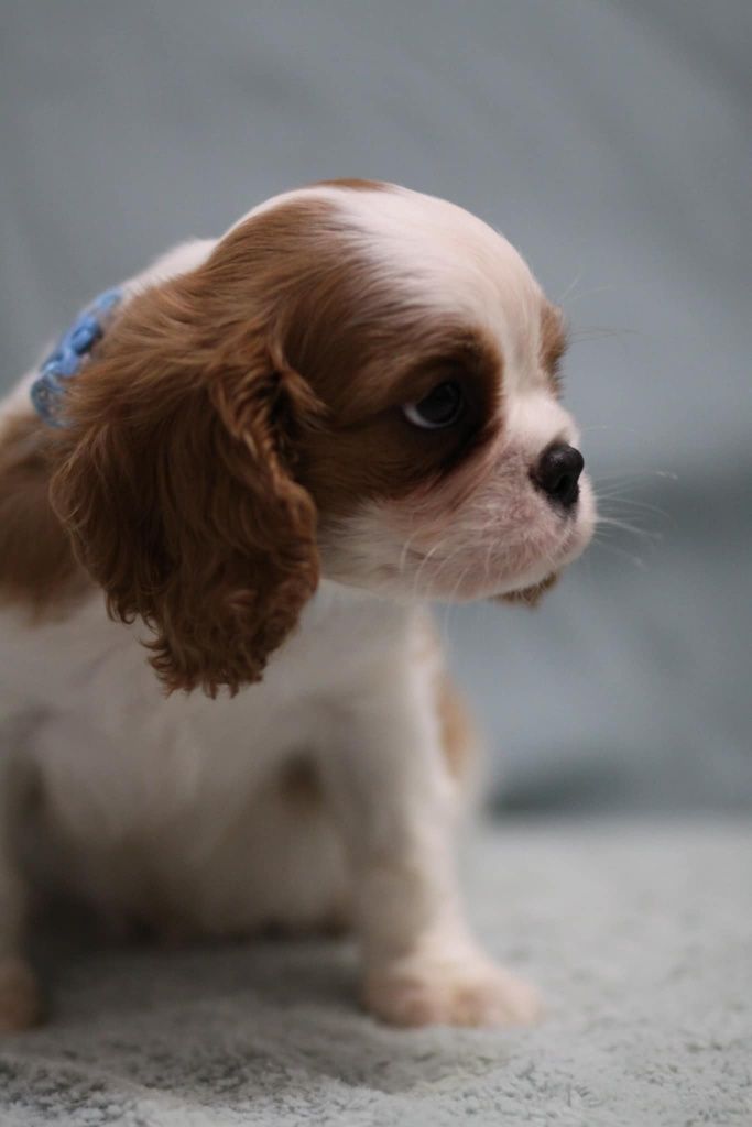 *** Cavalier King Charles Spaniel***