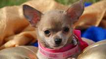 suczka chihuahua