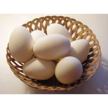 Продам гусячі яйця