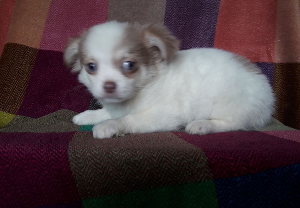 Chihuahua piesek długowłosy