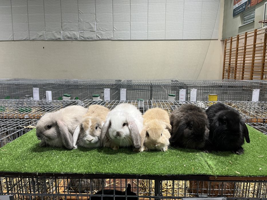 Mini Lop Karzełek Baranek Karzełki Miniaturki Królik Króliki