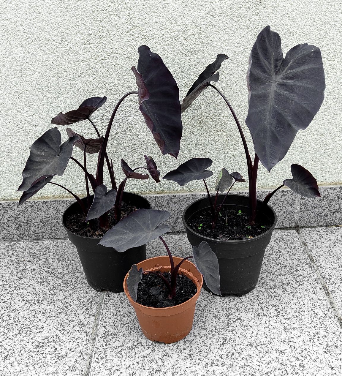 Colocasia Black Magic