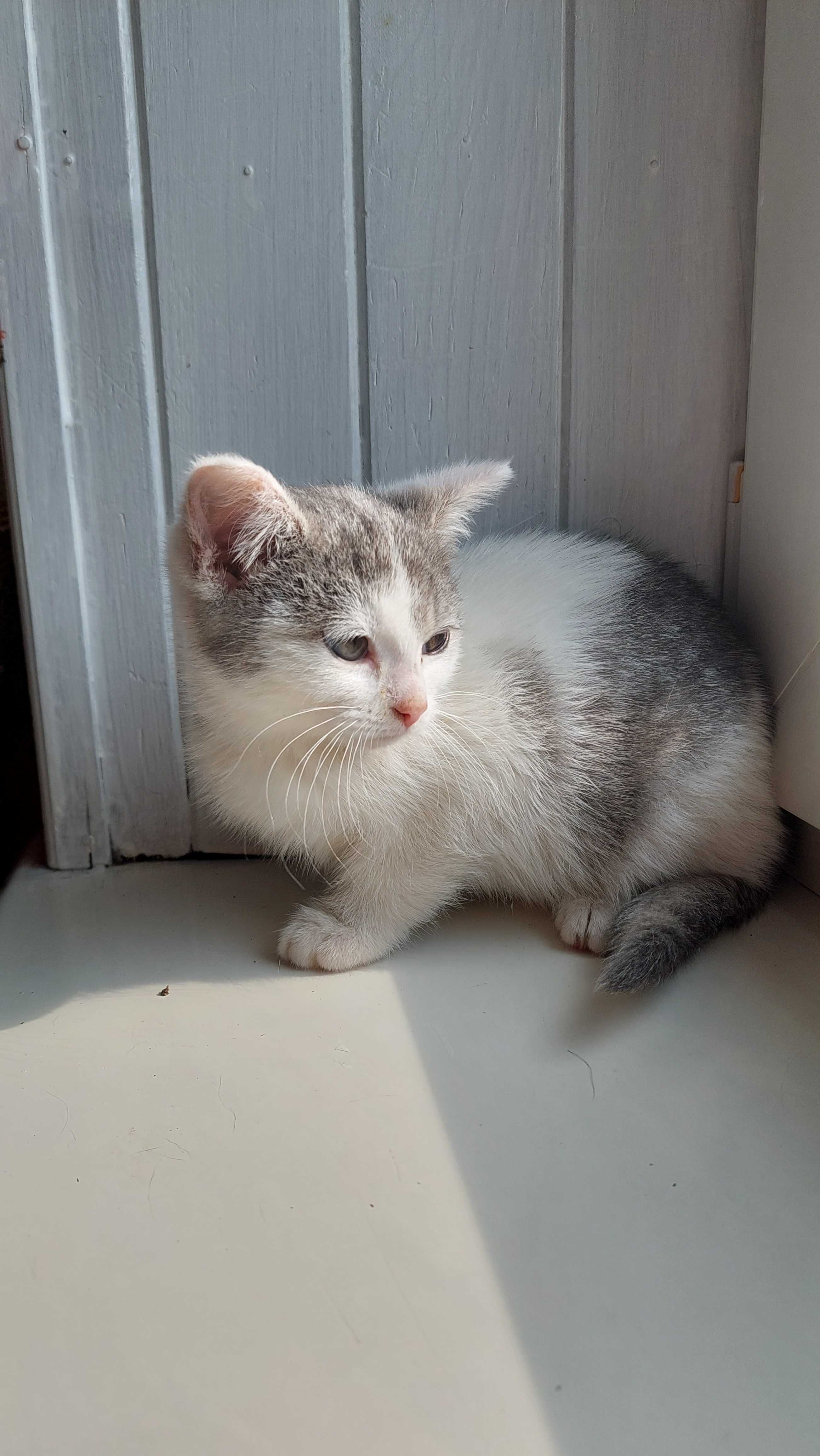 Sreberka do adopcji!