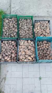 Продам посадкову картоплю