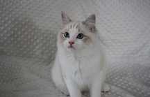 Kotka rodowodowa rasy ragdoll w opcji hodowlano-wystawowej