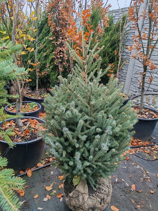 Продам Сосни, Ялинки