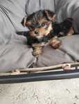 Yorki miniaturki