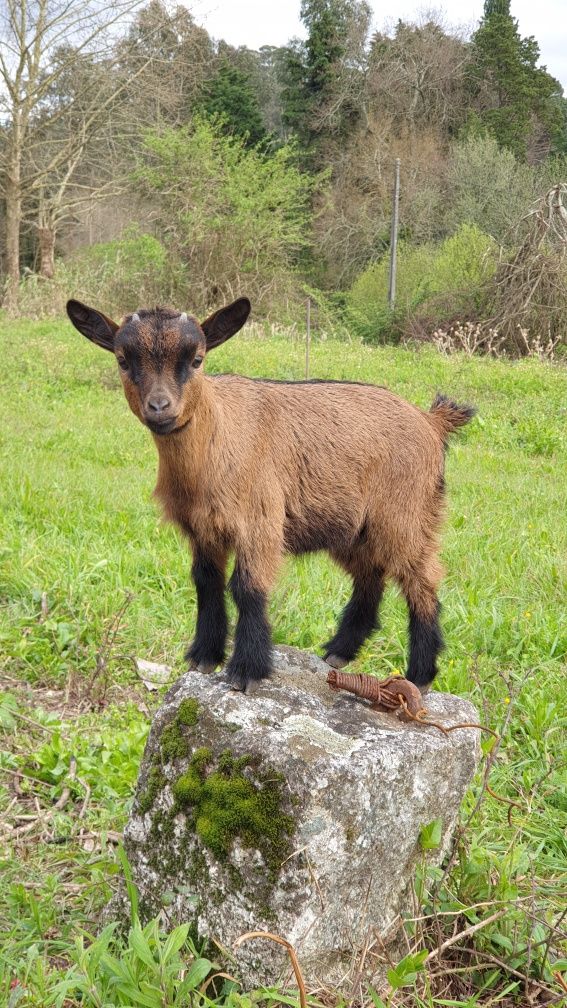 Rebanho cabras anãs