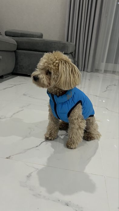 Желетка для собачки