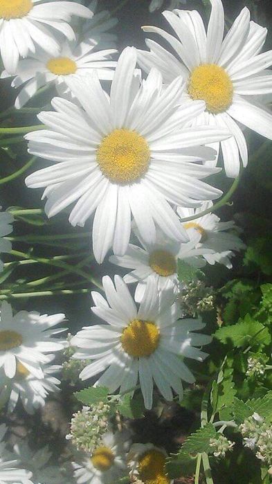 Квіти і лікарські трави саджанці і насіння .