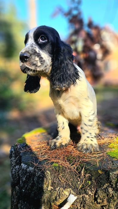 Cocker Spaniel Angielski - Piesek Blue Roan, szczeniak