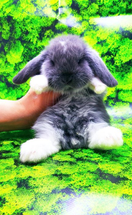 Карликовые мини кролики торчеухие и вислоухие крольчата и клетки