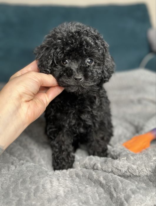 Той пудель мини девочка в черном окрасе КИЕВ