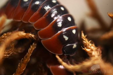 Armadillidium klugii 