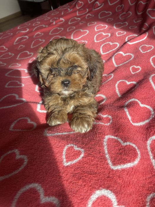 Shihpoo- shih tzu, pudel