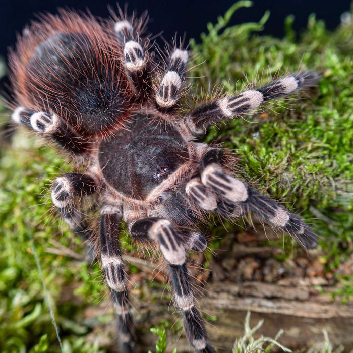 Ptasznik Acanthoscurria geniculata / Ptasznik białokolanowy